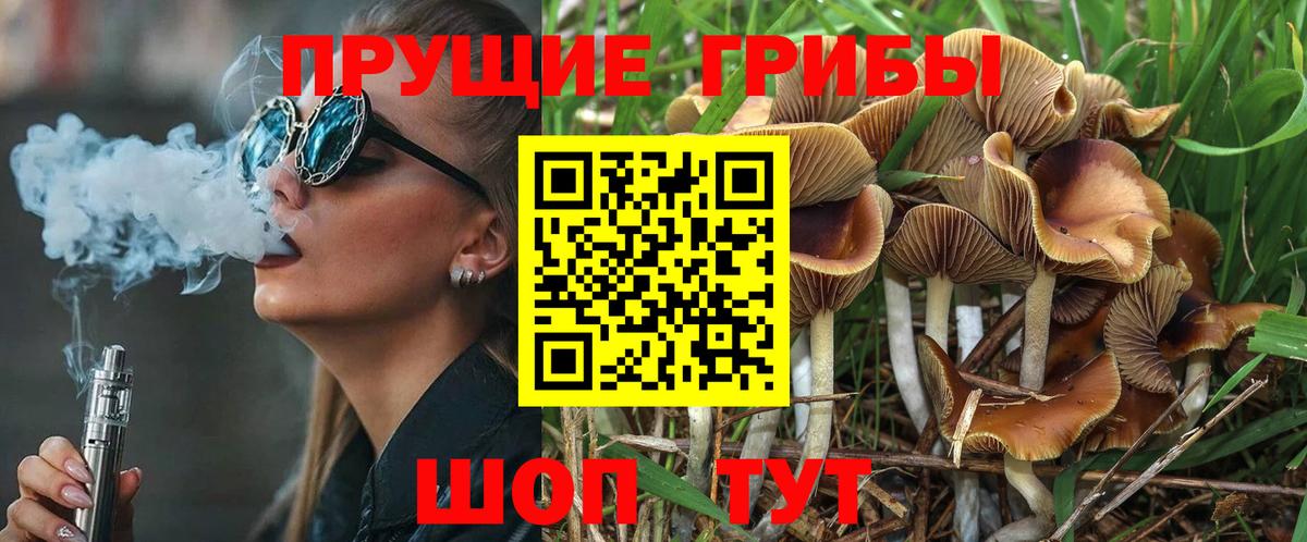 Прохладный  Галлюциногенные грибы GOLDEN TEACHER  Псилоцибиновые грибы Psilocybine cubensis  Вход с VPN 